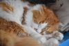 DSC_0250.thumb.JPG.1021c3711cffab315d9aa4e03b3e7df5.JPG