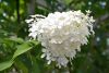 DSC_0256.thumb.JPG.81b92983a079f4a7676111f49d516de6.JPG