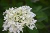 DSC_0257.thumb.JPG.4128a2a5d93564505dc25bfa72275e03.JPG