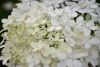 DSC_0258.thumb.JPG.9576071711dcb6284372b75bb6f4e5d3.JPG