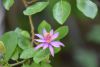 DSC_0260.thumb.JPG.7211ba3f7bc39f4755e12806e4fef301.JPG