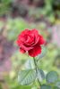 DSC_0262.thumb.JPG.e6bf4c5661e3a5293b3f90a16ee573fc.JPG
