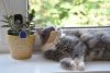 DSC_0265.thumb.JPG.ee3dee603293c0ec38ff1fc6149119c8.JPG