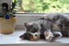 DSC_0269.thumb.JPG.7e2896ff4b222d751b70b635eed81837.JPG