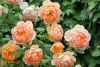 DSC_2257.thumb.JPG.a9cd19754699614c673f62751c1df833.JPG