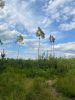 IMG-20220731-WA0009.thumb.jpg.2f48d06df63be85733cf6028d8fb3009.jpg