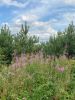 IMG-20220731-WA0018.thumb.jpg.0294959f6c3bea09c1cc0b38f3c160e4.jpg