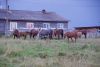 IMGP3164.thumb.jpg.c532beae45ee68cbb197eb94b4b2dfb3.jpg