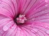 IMG_20220719_093215.thumb.jpg.eaebd621faabfa501e8a5c946757b2ff.jpg