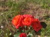 IMG_20220721_161200.thumb.jpg.b2846b5e2bd6892e582dc059e280b54a.jpg