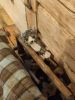 IMG_20220722_201704.thumb.jpg.afee64ca6e00f9e892a9fee0395cdfa3.jpg