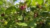 IMG_20220723_104434.thumb.jpg.89b11f28032ba79425a07f7ae074213f.jpg