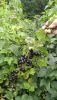 IMG_20220724_125830.thumb.jpg.0971f87c50d60c587f2d99fbf252767b.jpg