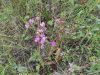 IMG_20220724_141101.thumb.jpg.5face2c5effcbc5134290746092c53e1.jpg