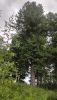 IMG_20220725_142435.thumb.jpg.6cd04c331a8bfa34510b1a177f7649cd.jpg