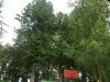 IMG_20220725_142519.thumb.jpg.f95c20ff717bd566bb65e99a92e828db.jpg