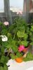 IMG_20220731_085753.thumb.jpg.d8b0a88686af2236f9b9bc22527706a7.jpg
