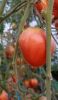IMG_20220801_200344.thumb.jpg.65bb3a395afa6312d4a3c4a0061259bc.jpg