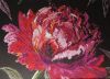 IMG_20220816_073857.thumb.jpg.9af5b97fe5dda51dda463a76c9ad02e7.jpg