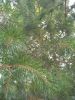 IMG_20220817_135636.thumb.jpg.75c3a359531e0ac0a79963d403b89585.jpg
