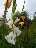 IMG_20220817_190449.thumb.jpg.f5237d03141b34b8c1159746c0d652ef.jpg