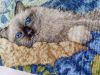 IMG_20220822_080148.thumb.jpg.eb8ec0df3d6bdcb6c2478da557d63a46.jpg