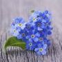Anna_85