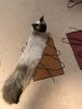 image.thumb.jpeg.237a870e6a86fa3aa732dad22fd2ae5e.jpeg