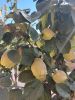 20220921_113005.thumb.jpg.45cbcf973b4320394b665b475804070f.jpg