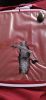 473076B9-A0DD-4F83-9020-5BB3FCAAC664.thumb.jpeg.1df40ee262cb5228962e826ecf4c9b7a.jpeg