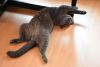 DSC_0304.thumb.JPG.90285f5ba9ff7aad7966e69fed1ec02f.JPG