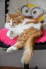 DSC_0308.thumb.JPG.31cfd6d876757a737c1a1eb375501938.JPG