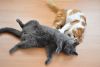 DSC_0329.thumb.JPG.d688ba41091e2060bf8f5a7278c9f59e.JPG
