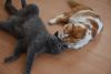 DSC_0332.thumb.JPG.c82c45889ae8a3f8aad796c313ee09f3.JPG