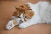 DSC_0342.thumb.JPG.2de14bccdaedaf39084d46d456d5b9eb.JPG