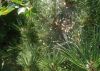 IMG-20220808-WA0000.thumb.jpg.24e956e7d09ec9e7a2f9992d0e6e6fe3.jpg