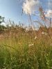 IMG_0789.thumb.jpg.6a3d596f9d8bac19cee36515a53fe20a.jpg