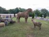 IMG_20220715_215150.thumb.jpg.55e032aa734cbc36ae2f999870bbf779.jpg