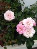 IMG_20220716_182722.thumb.jpg.d36ff9eb84e3decef2ce2f0b1dbcef5b.jpg