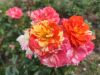 IMG_20220806_111401.thumb.jpg.8aaf473c1ca50f71a03c19cc7b2fc4a9.jpg