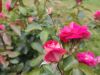 IMG_20220820_163453.thumb.jpg.c72feb0f8a41c8e741d3ab107435f081.jpg