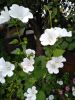 IMG_20220821_153640.thumb.jpg.7a3d1ee6f0ecfc89dbbf954f838cd8e8.jpg