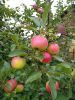 IMG_20220821_153704.thumb.jpg.af3b0ac6dc232b9cc568c0777db4d0b7.jpg