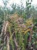 IMG_20220903_180742.thumb.jpg.1fa289354ded919f41e093fc28d865a2.jpg