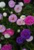 IMG_20220904_082112.thumb.jpg.8f48c029f5695b18f21e6a924f877f50.jpg
