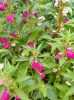 IMG_20220904_083348.thumb.jpg.38523eecec7adc09b212c126ed0444ec.jpg