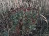 IMG_20220904_194316.thumb.jpg.a85cf5cca5f38cd1a8f938a9ed3d711c.jpg