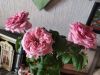 IMG_20220908_170957.thumb.jpg.d12f3a63ce43ee8a95916f4319754fd1.jpg