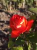 IMG_20220910_170028.thumb.jpg.401a1ba71cbce016f9168f4a2615e85f.jpg