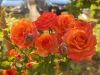 IMG_20220910_170101.jpg